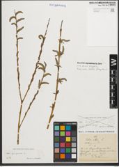 Foto von Salix purpurea L.